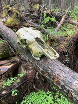 A deer skull is sitting on a log in the woods.