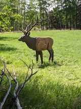 A deer statue is standing in a grassy field.