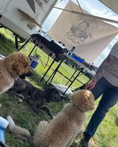 A person is standing next to a group of dogs in a field.