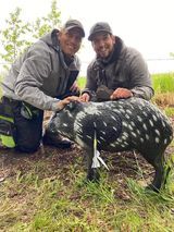 Two men are kneeling next to a pig statue in the grass.