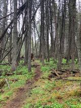 A path in the middle of a forest surrounded by trees.