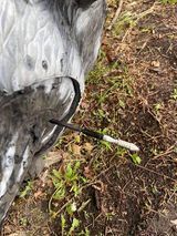 A close up of a bird with a pen in its beak.