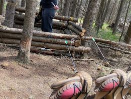 A man is standing next to a pile of logs in the woods.