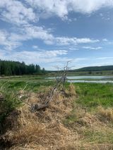 There is a tree in the middle of a field next to a lake.