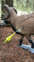 A ram with an arrow in its back is standing in the woods.