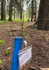 A blue pole with a name tag attached to it is in the middle of a forest.