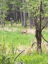 A deer is walking through a grassy field in the woods.