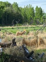 A lion is running through a field with trees in the background.