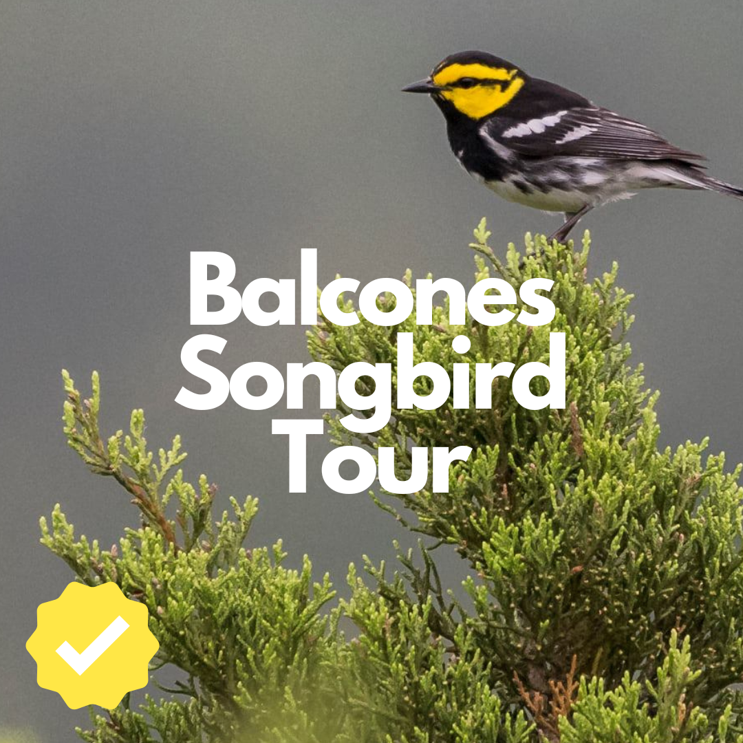 Photo of Golden-Cheeked Warbler in Tree