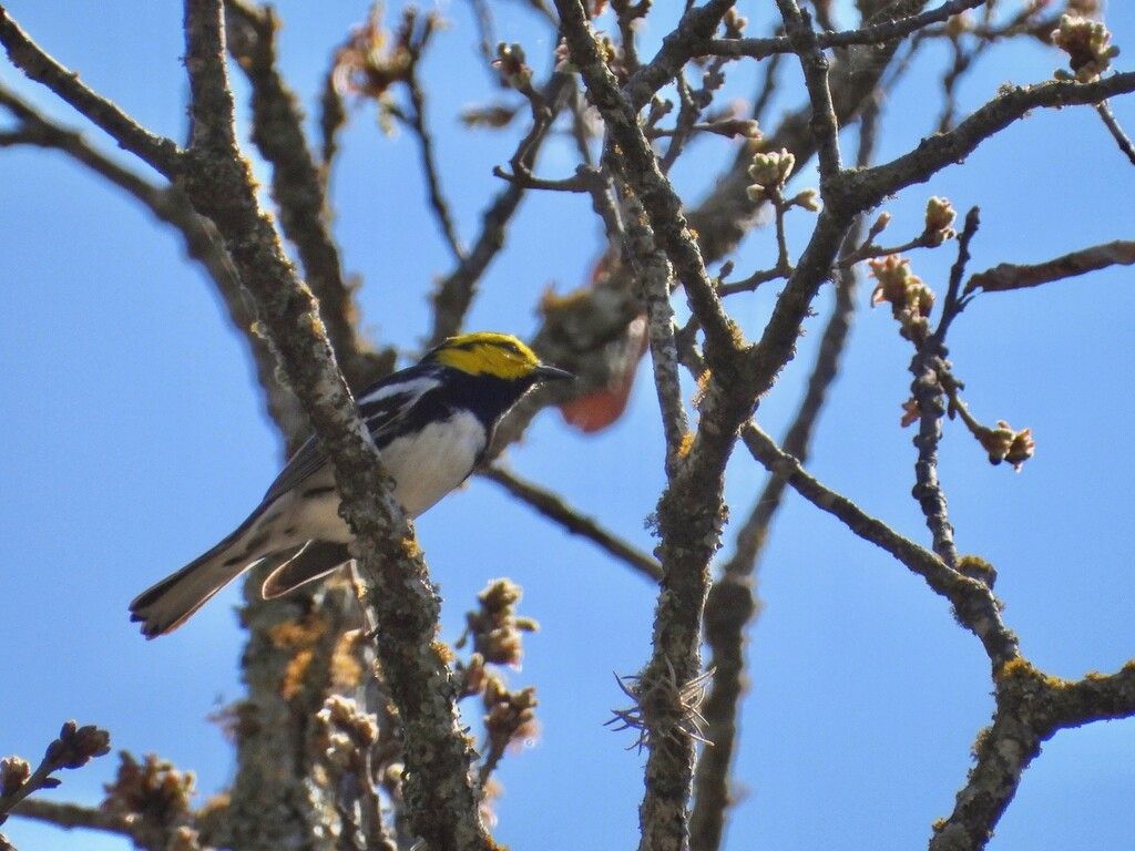 Golden-cheeked Warbler in a tree
