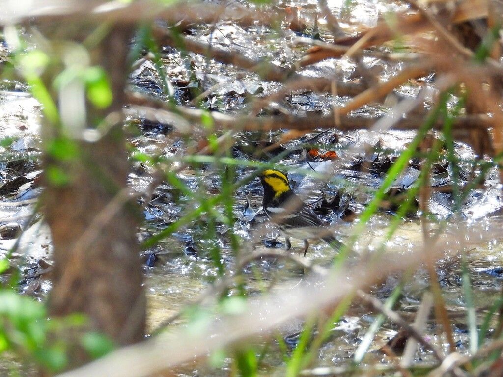 Golden-cheeked Warbler March 2026. 