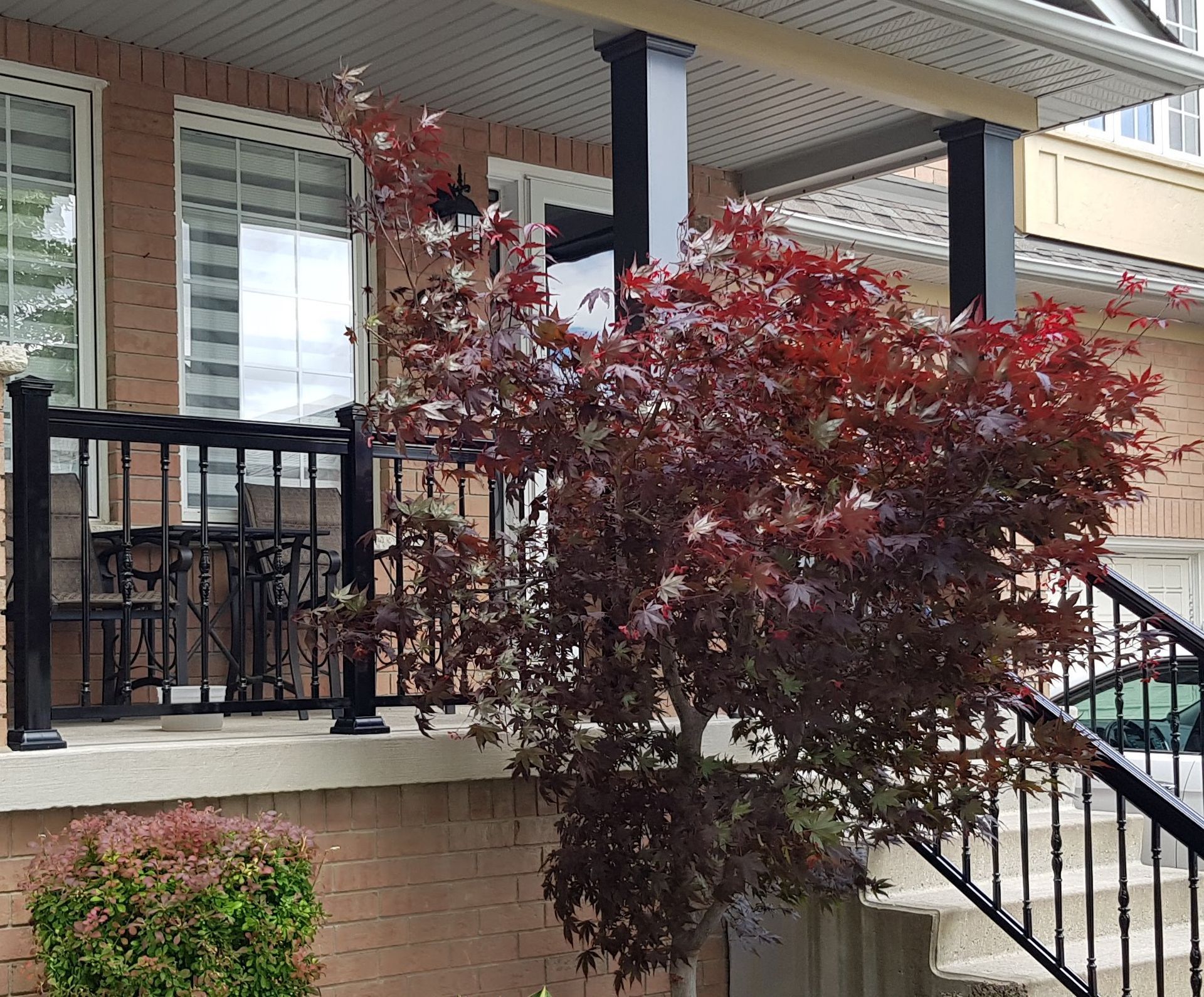 A tree with red leaves is in front of a house