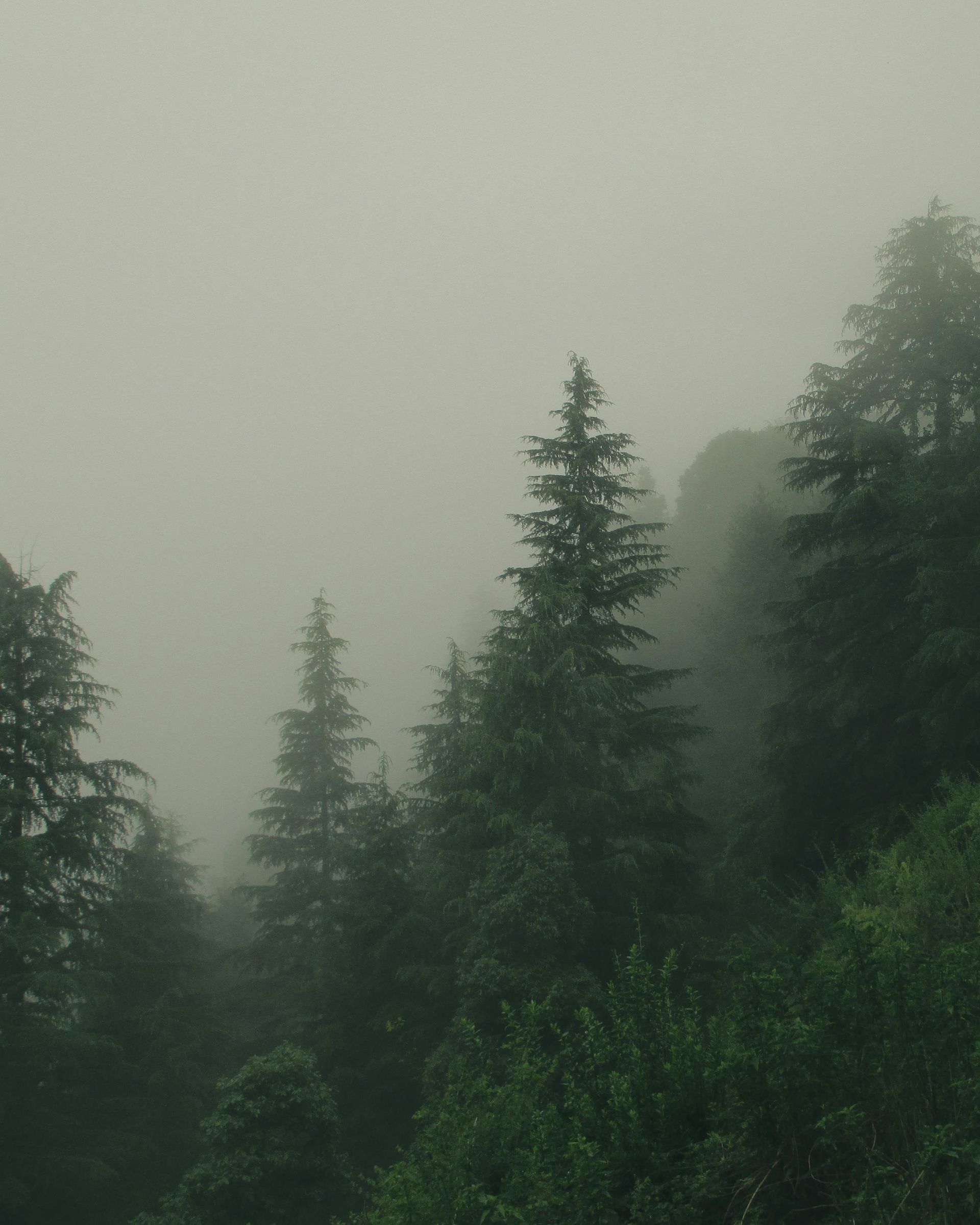 Foggy forest with tall evergreen trees partially obscured by mist.