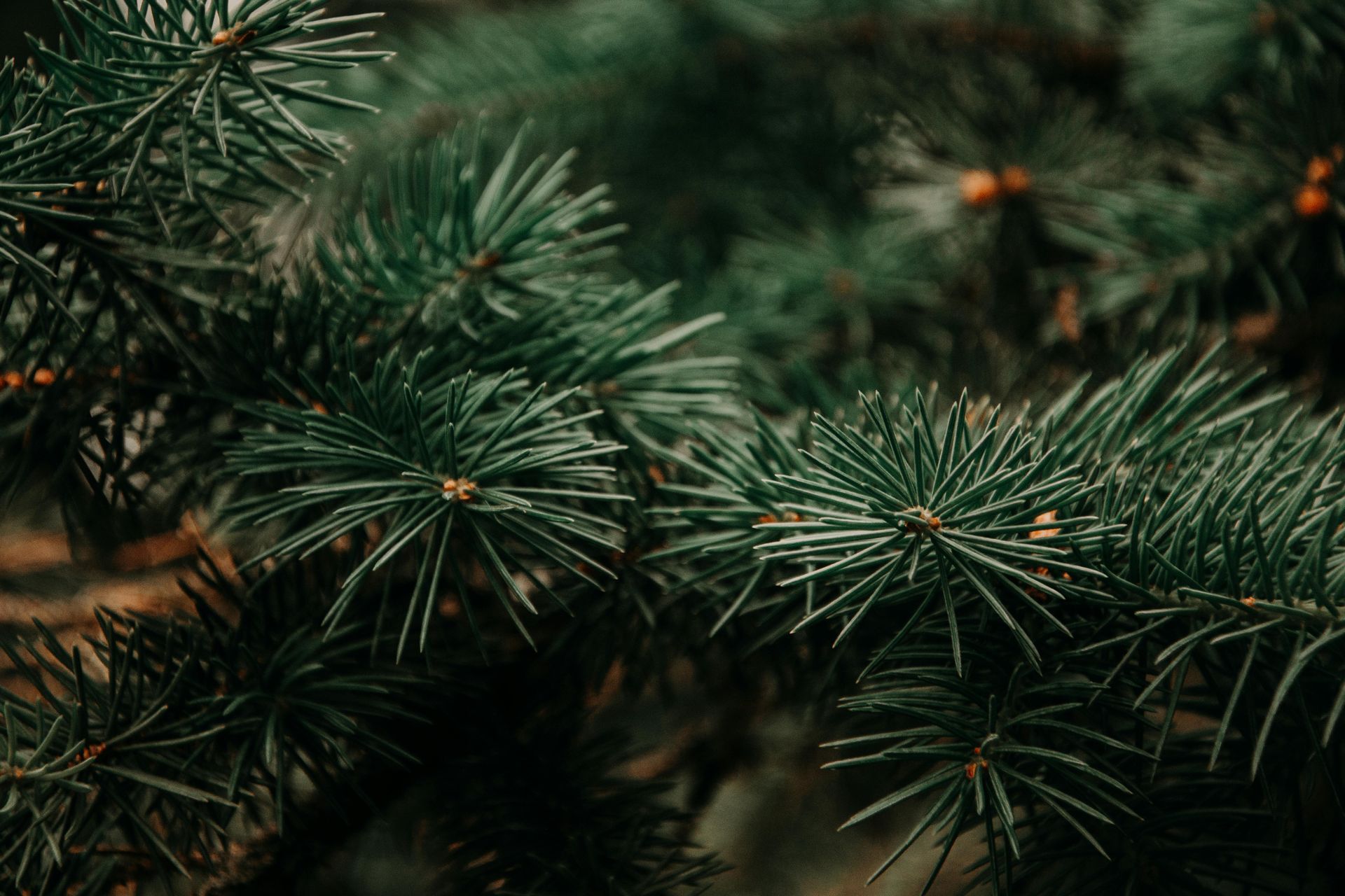 Close-up of vibrant green pine tree branches, textured and spiky, with a natural, earthy setting.