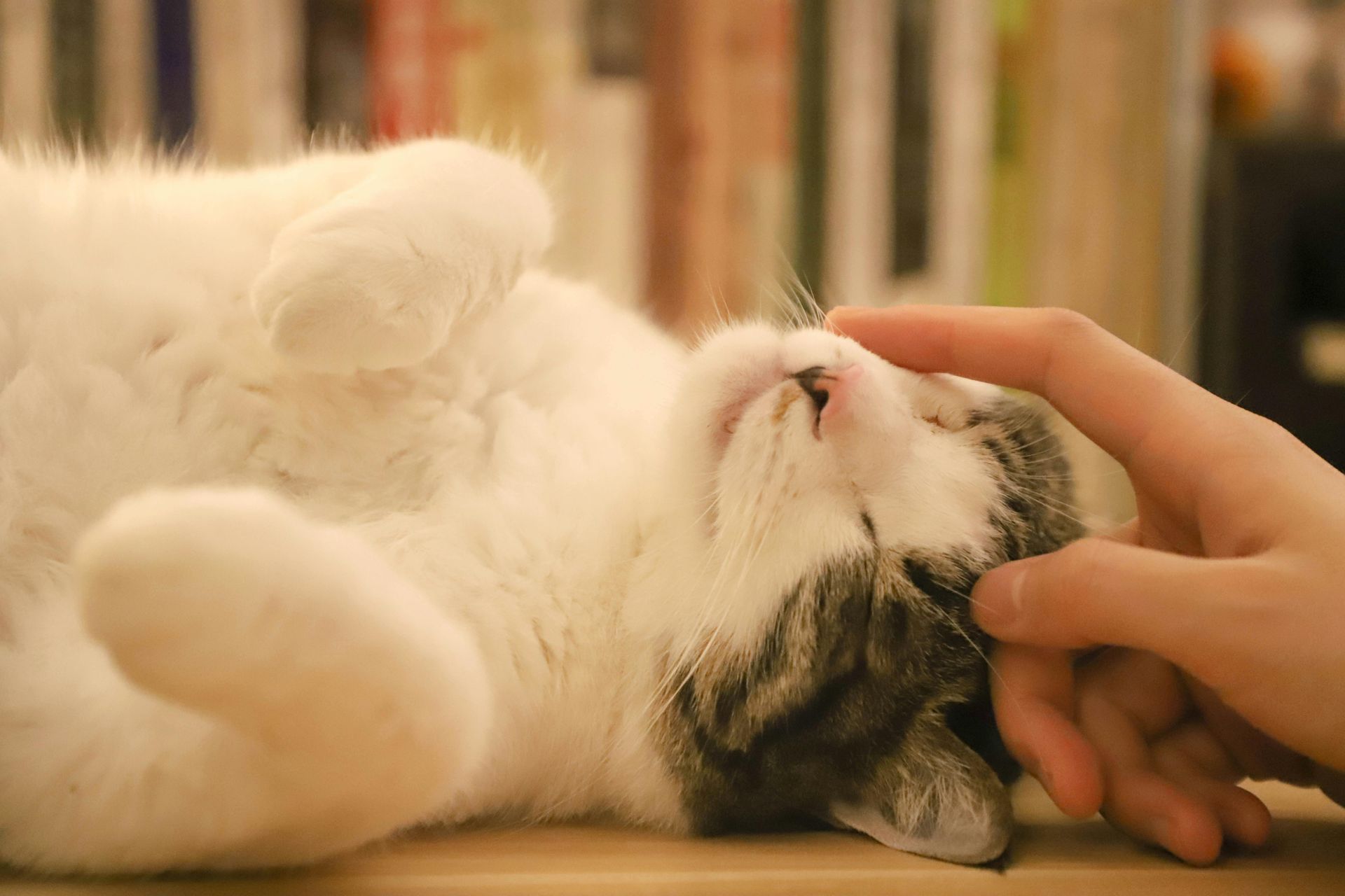 A person is petting a cat laying on its back on a table.