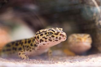 A close up of a leopard gecko looking at the camera.