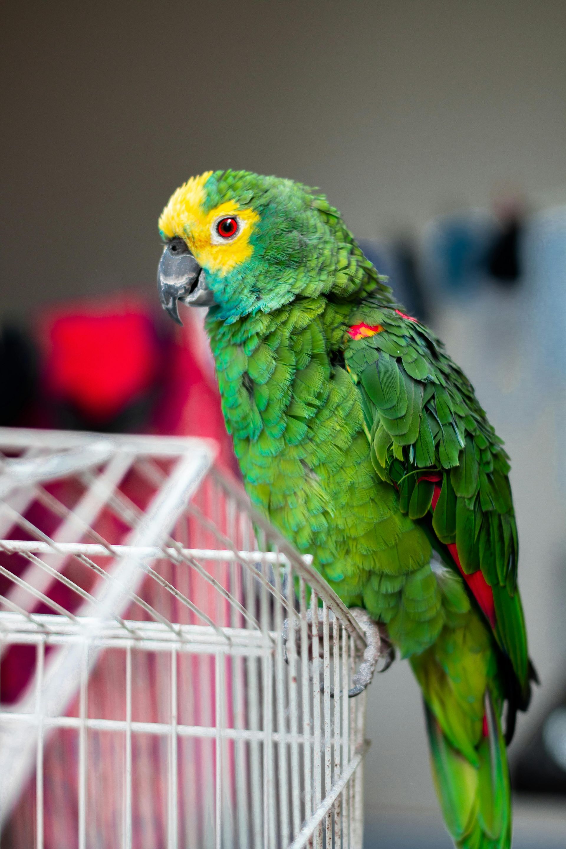 A green and yellow parrot is sitting on top of a white cage.