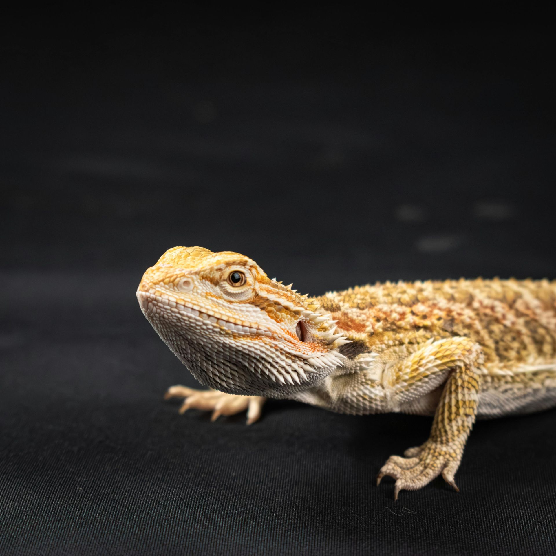 A close up of a bearded dragon on a black background.