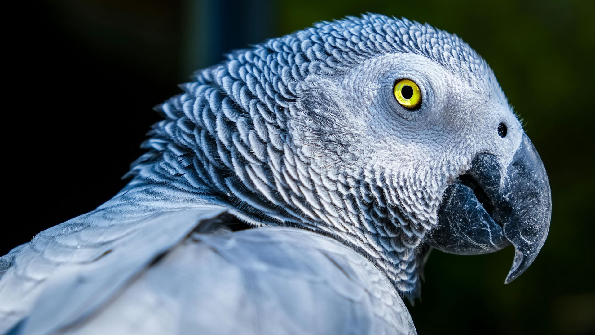 A close up of a gray parrot with yellow eyes.