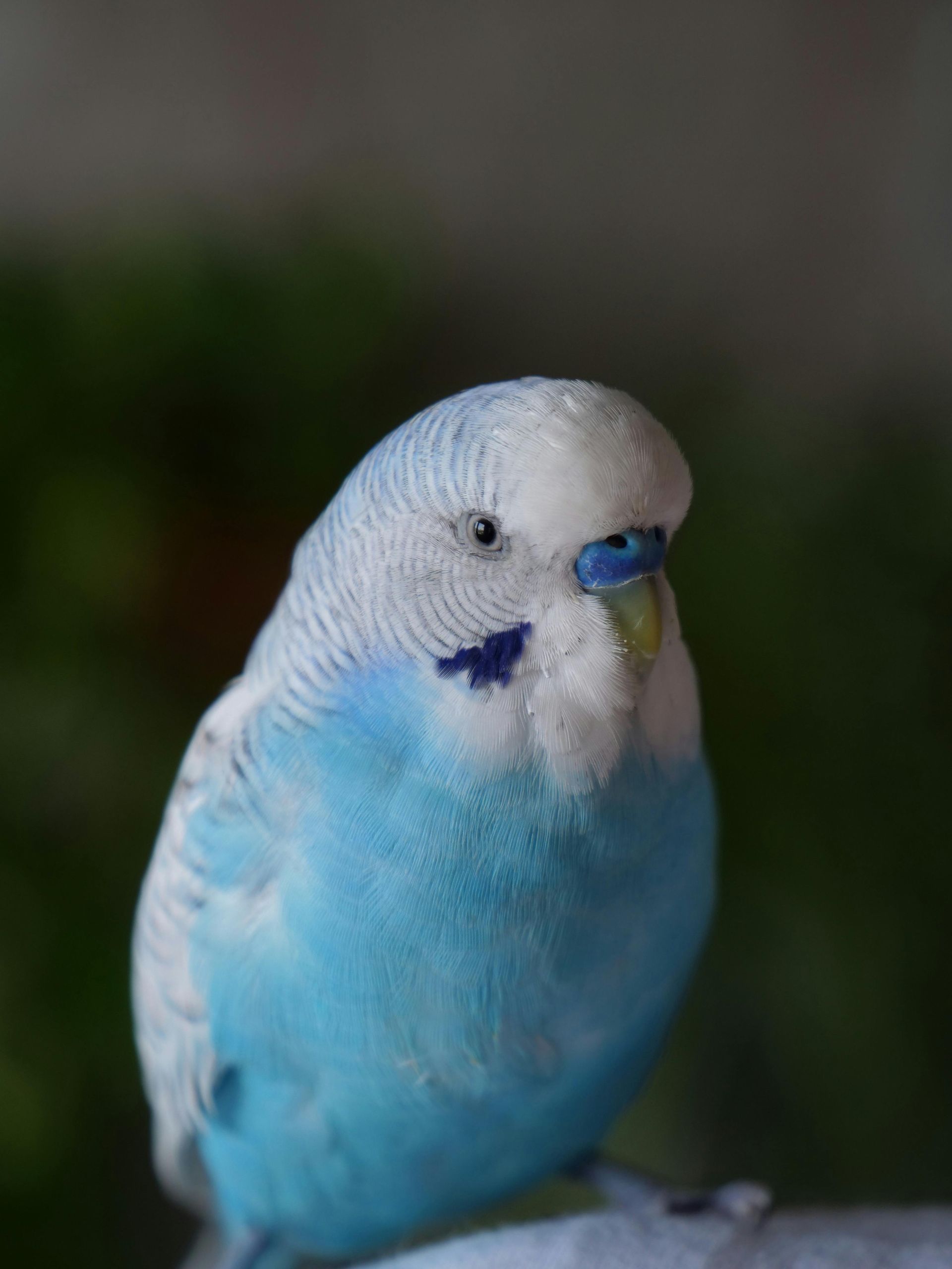 A close up of a blue and white parakeet perched on a branch.