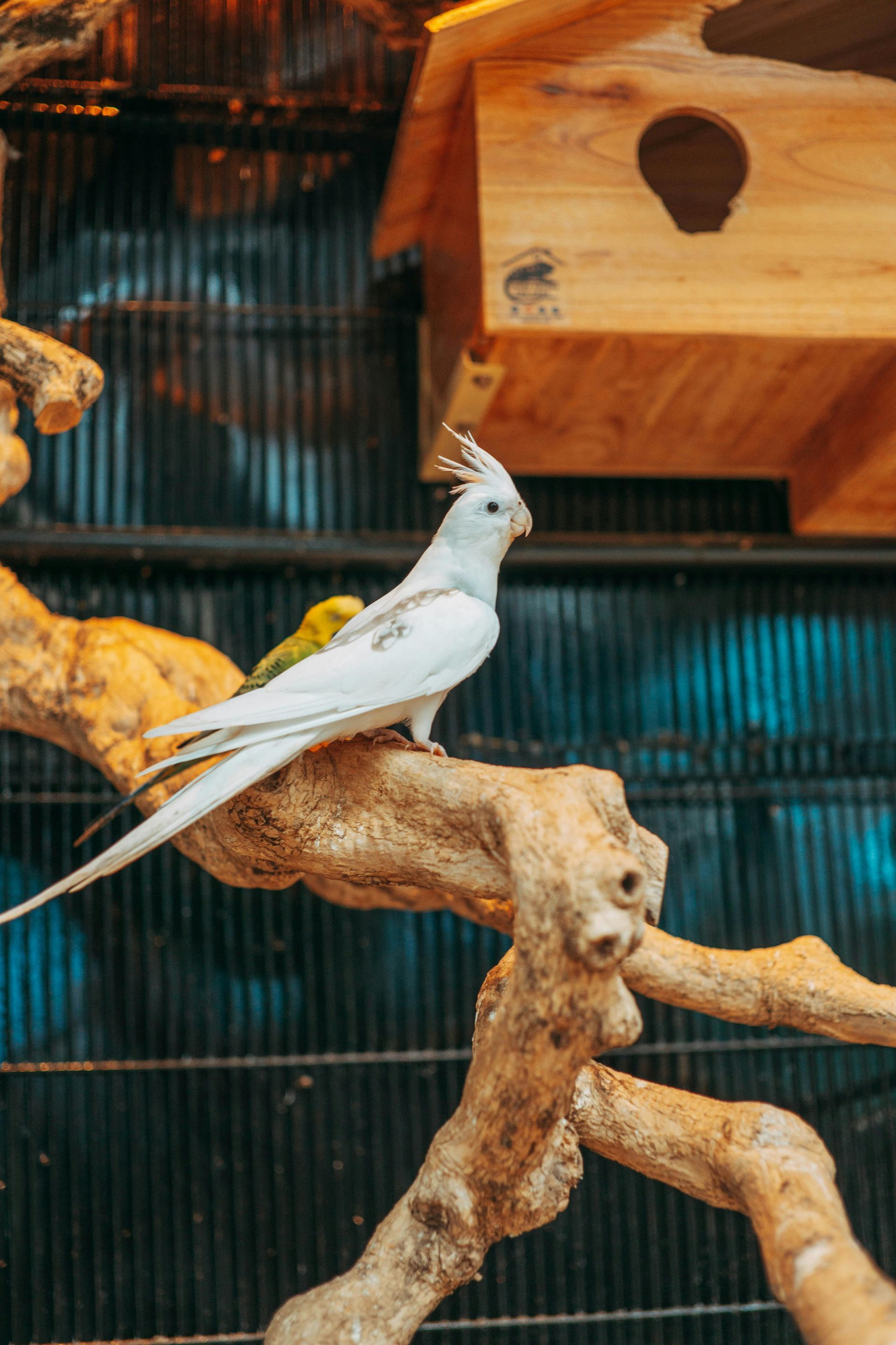 Two birds are sitting on a branch in a cage.