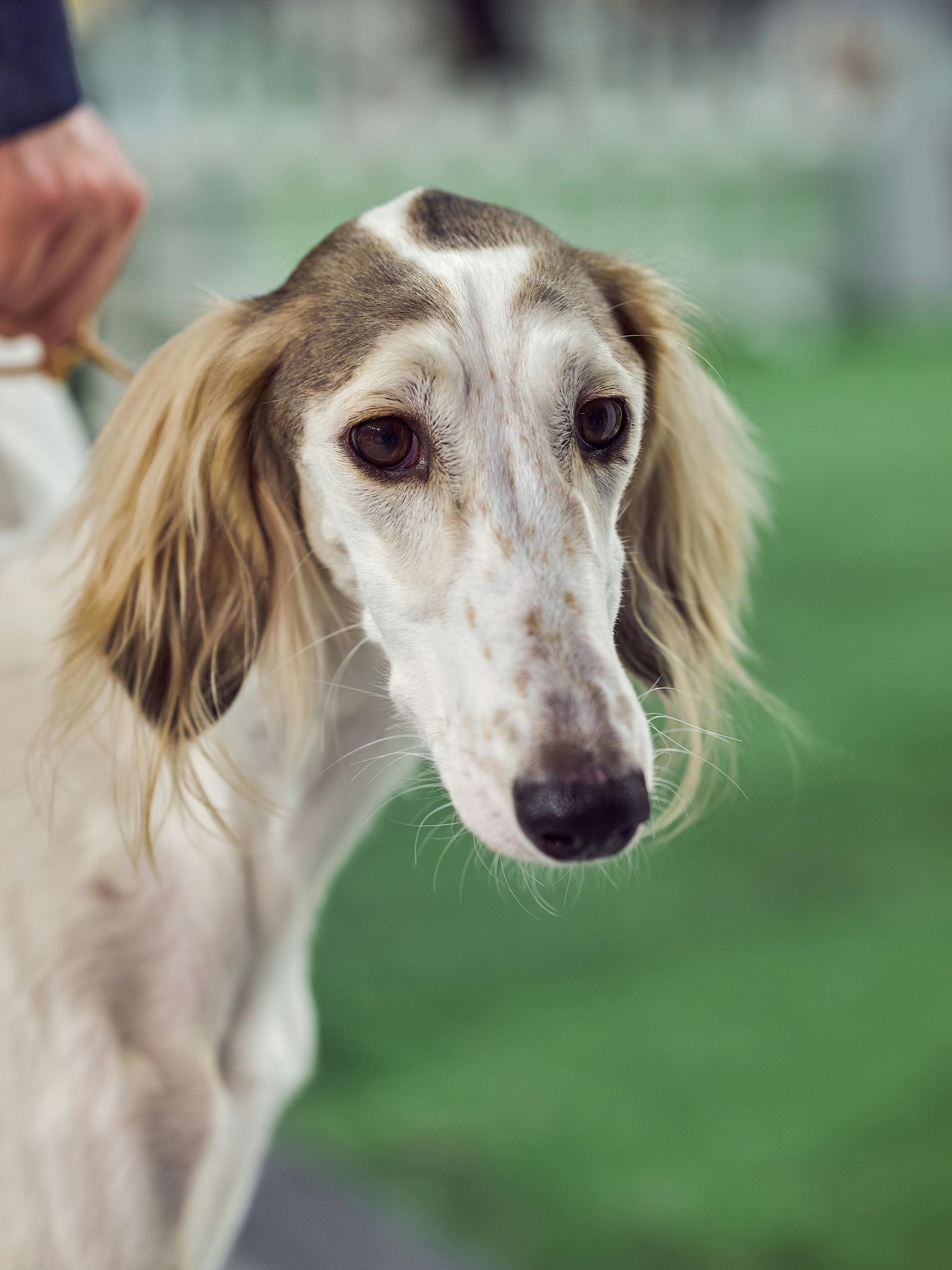 A close up of a dog with long hair looking at the camera.