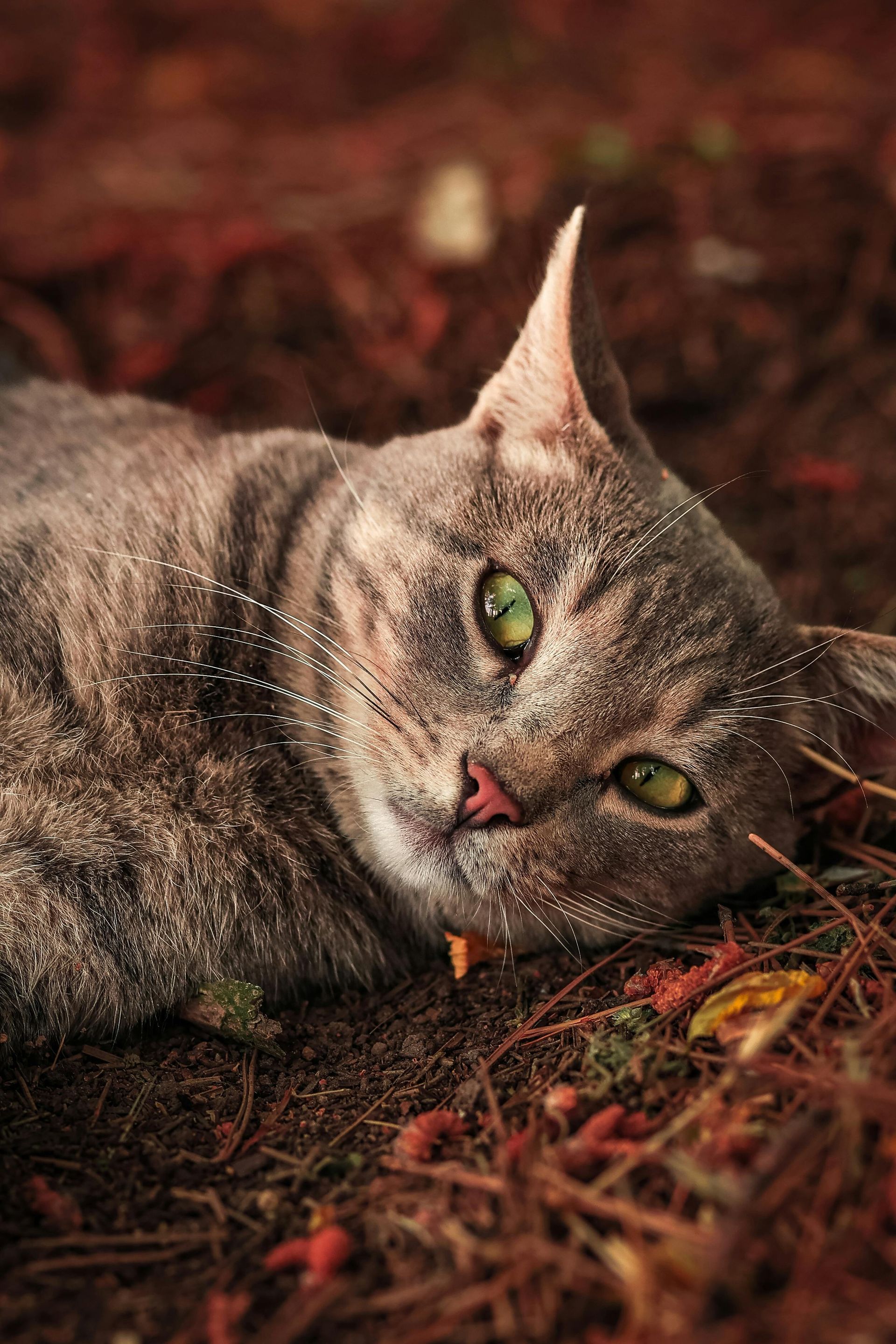 A cat with green eyes is laying on the ground.