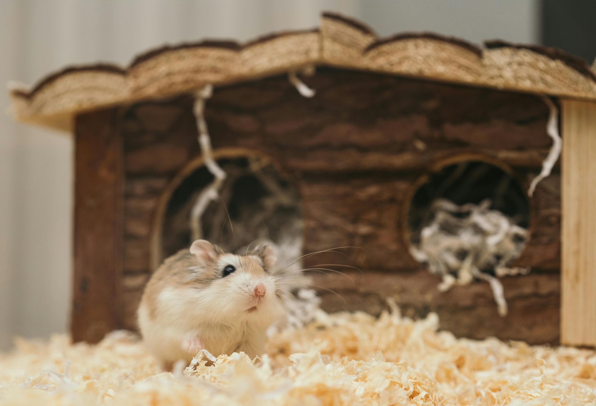 A hamster is standing in a pile of wood shavings in front of a wooden house.