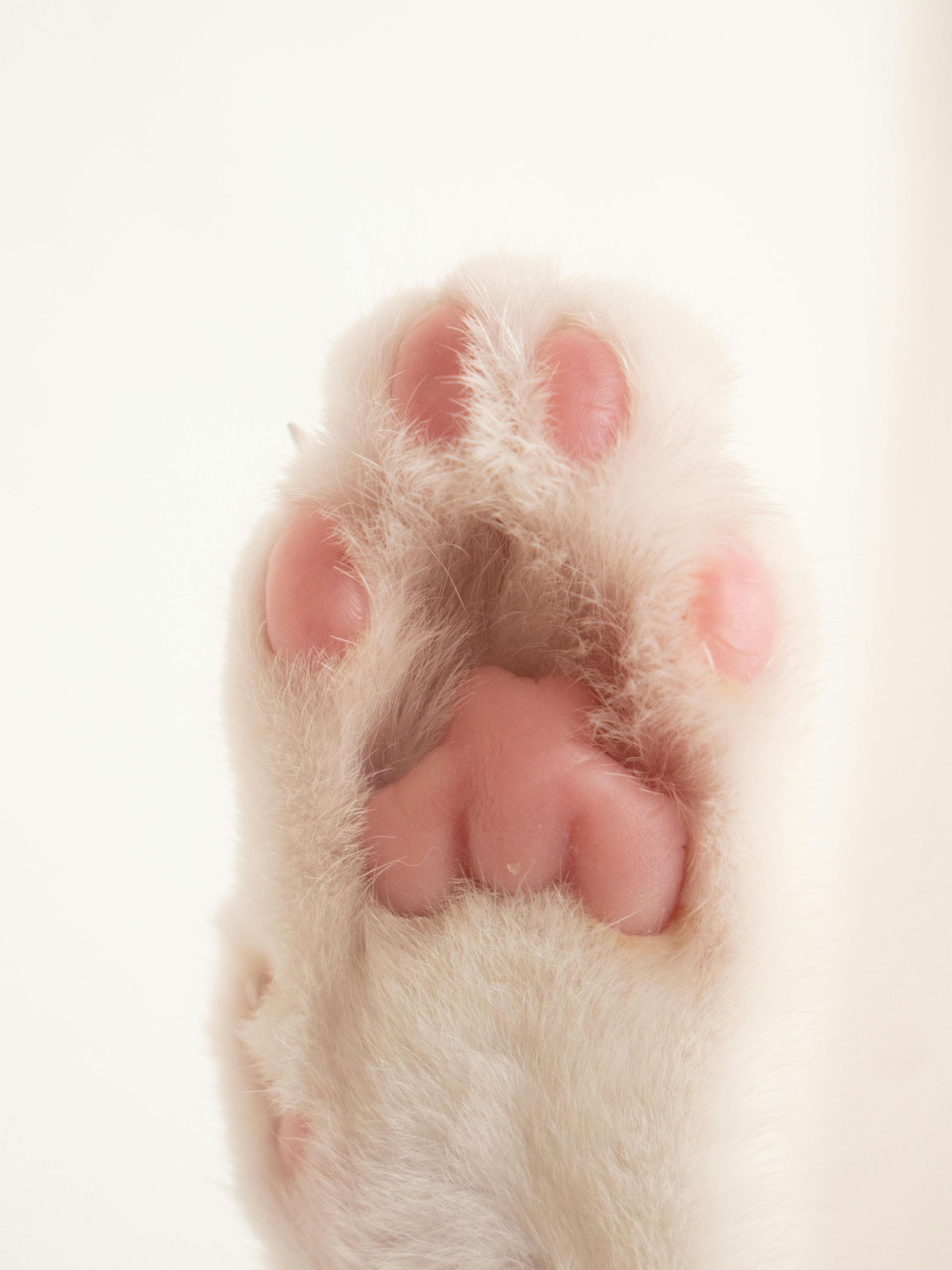 A close up of a cat 's paw with pink pads on a white background.