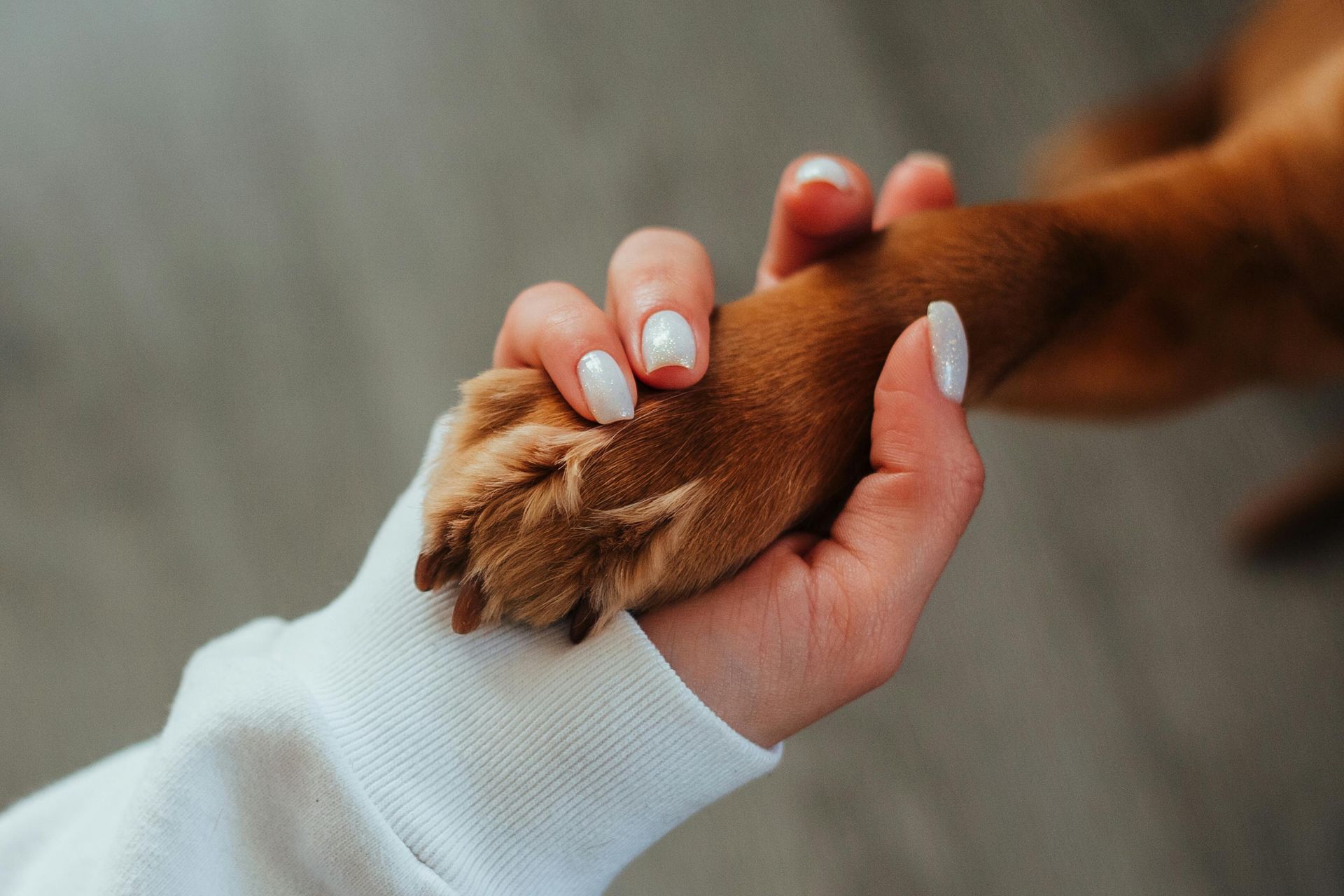 A woman is holding a dog 's paw in her hand.