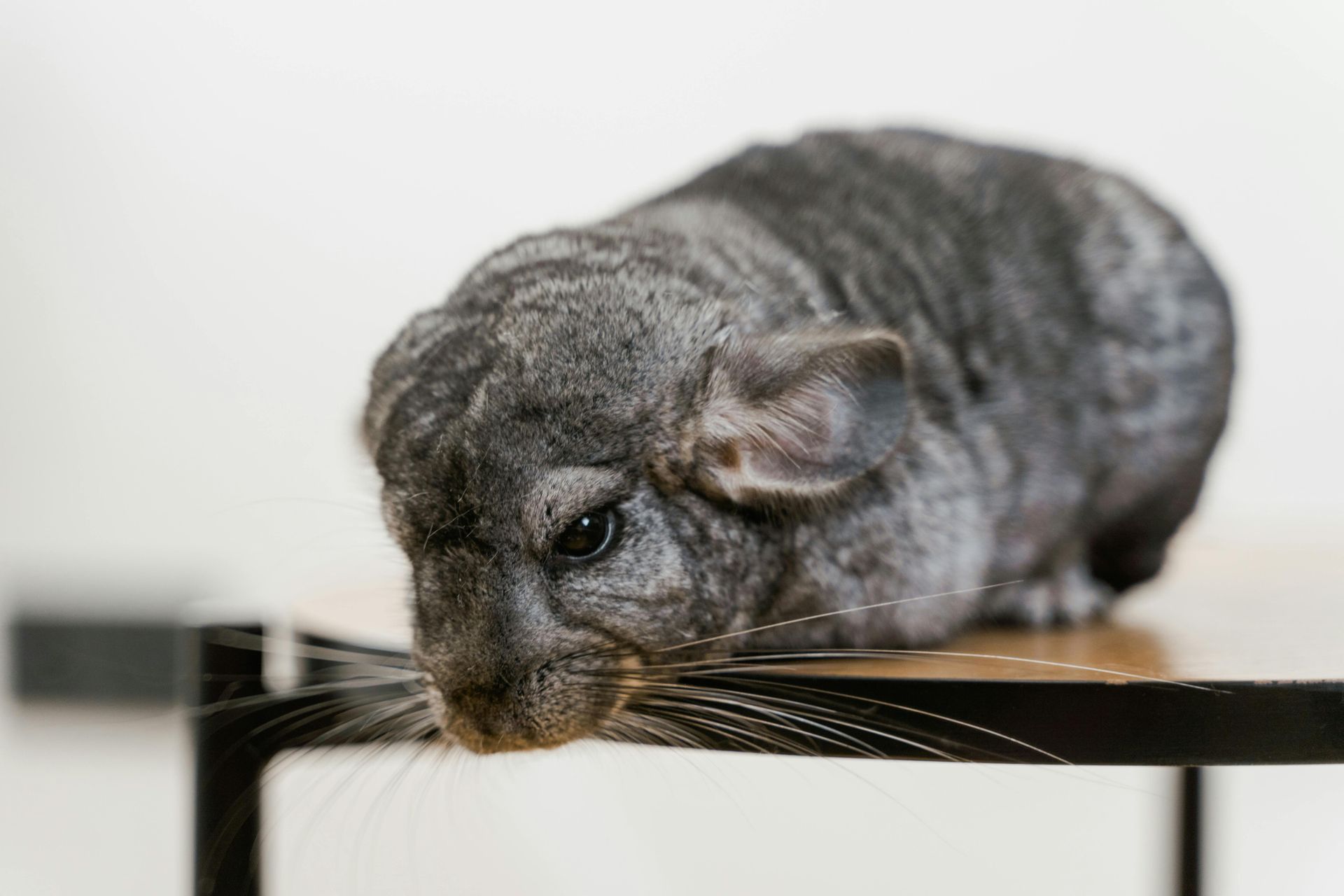 A chinchilla is sitting on top of a table.