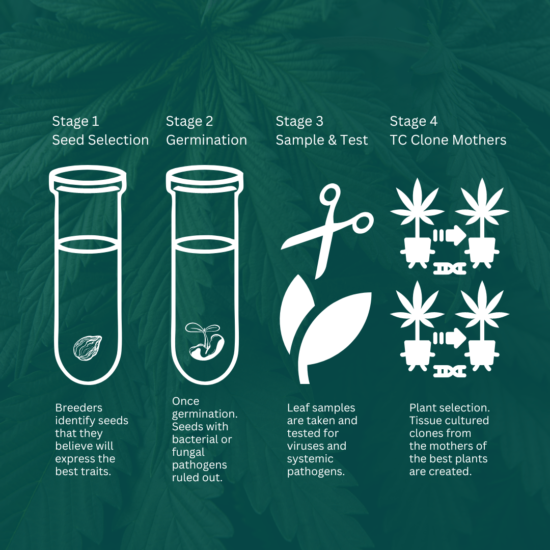 In-House Pheno Hunt  - Klonetics Plant Sciences 2