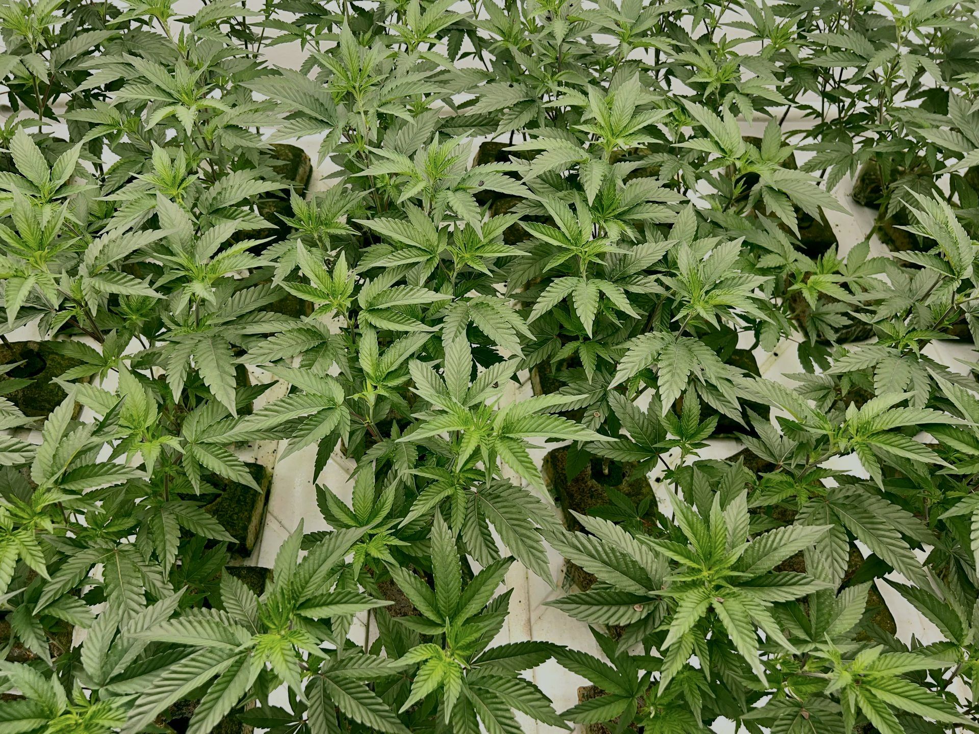 Klonetics Plant Sciences #14