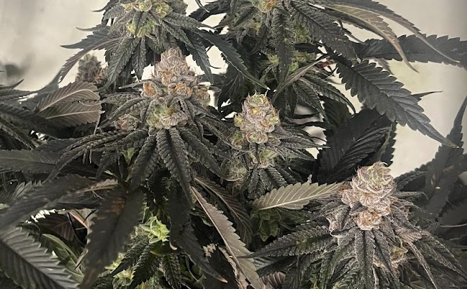 Klonetics cultivar catalog  - Klonetics Plant Sciences 5