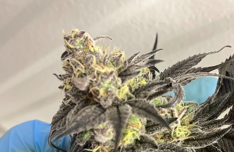 Klonetics cultivar catalog  - Klonetics Plant Sciences 3