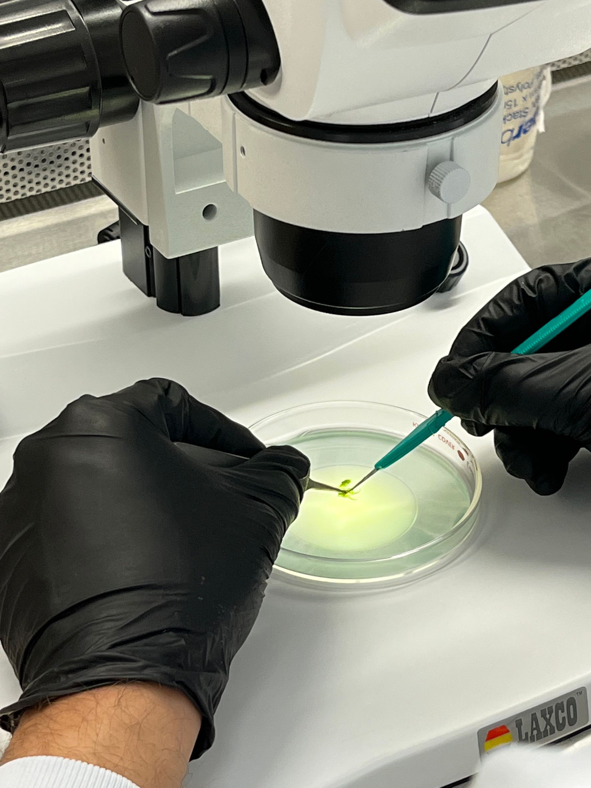 Klonetics Plant Sciences #16