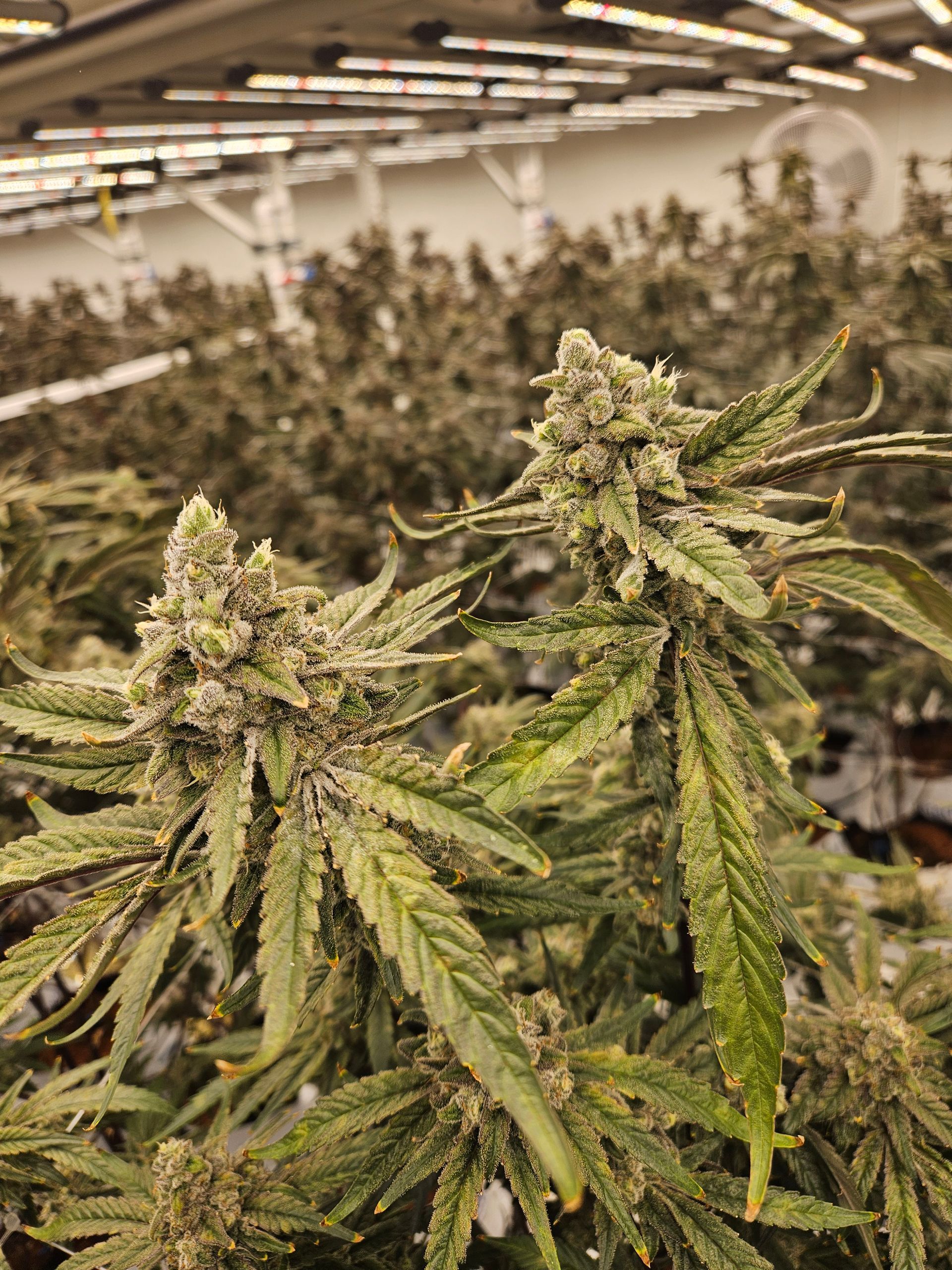 Klonetics Plant Sciences #13