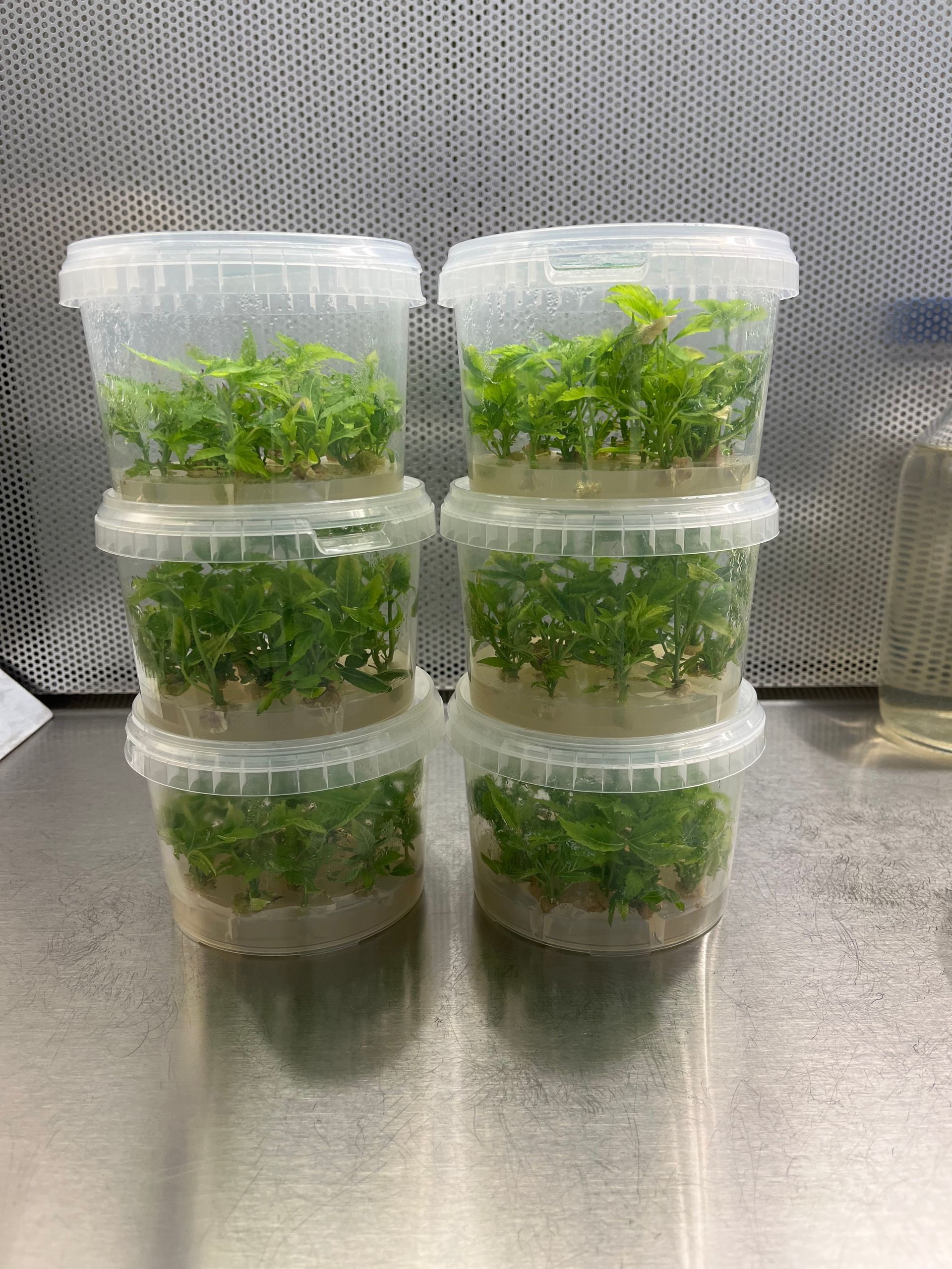 Micropropagation Cannabis Plants