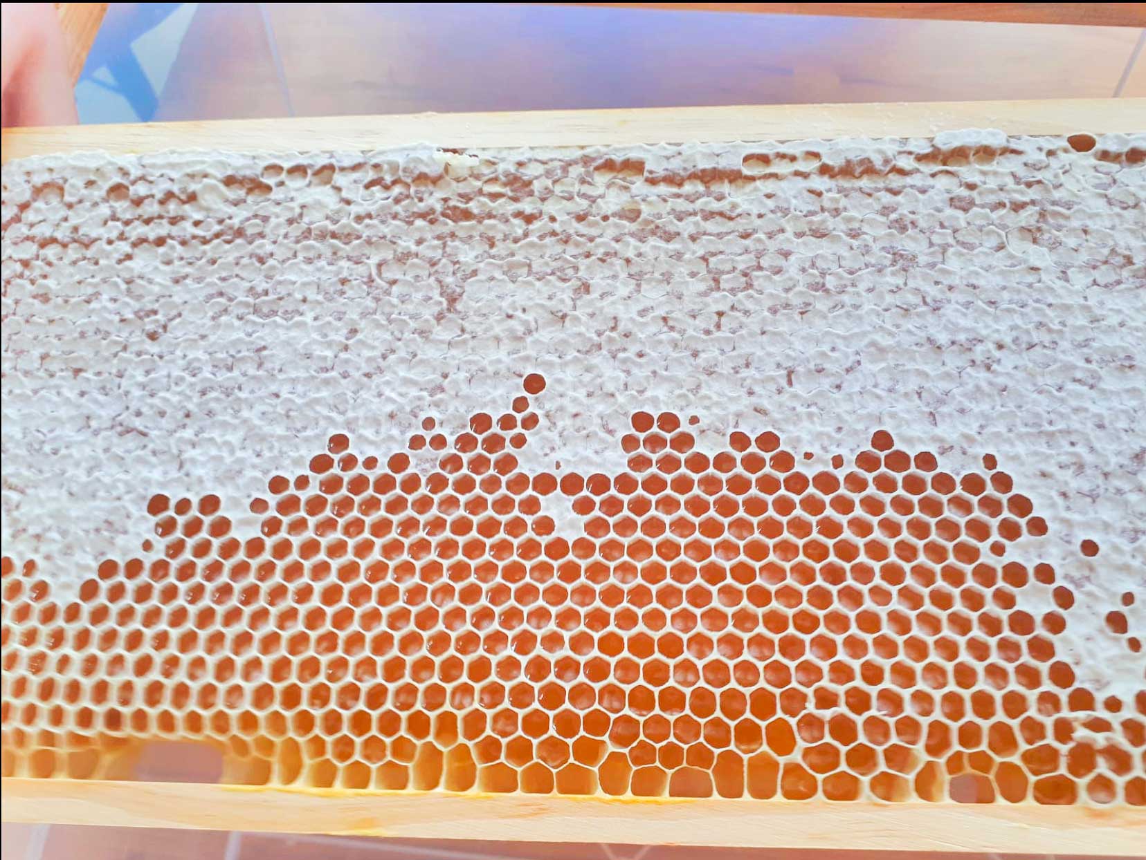 Die Bienen AG in Aktion beim Honigschleudern