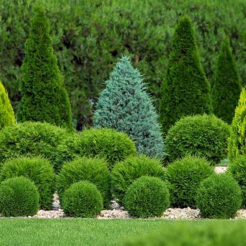 TREE AND SHRUB PROGRAMS
