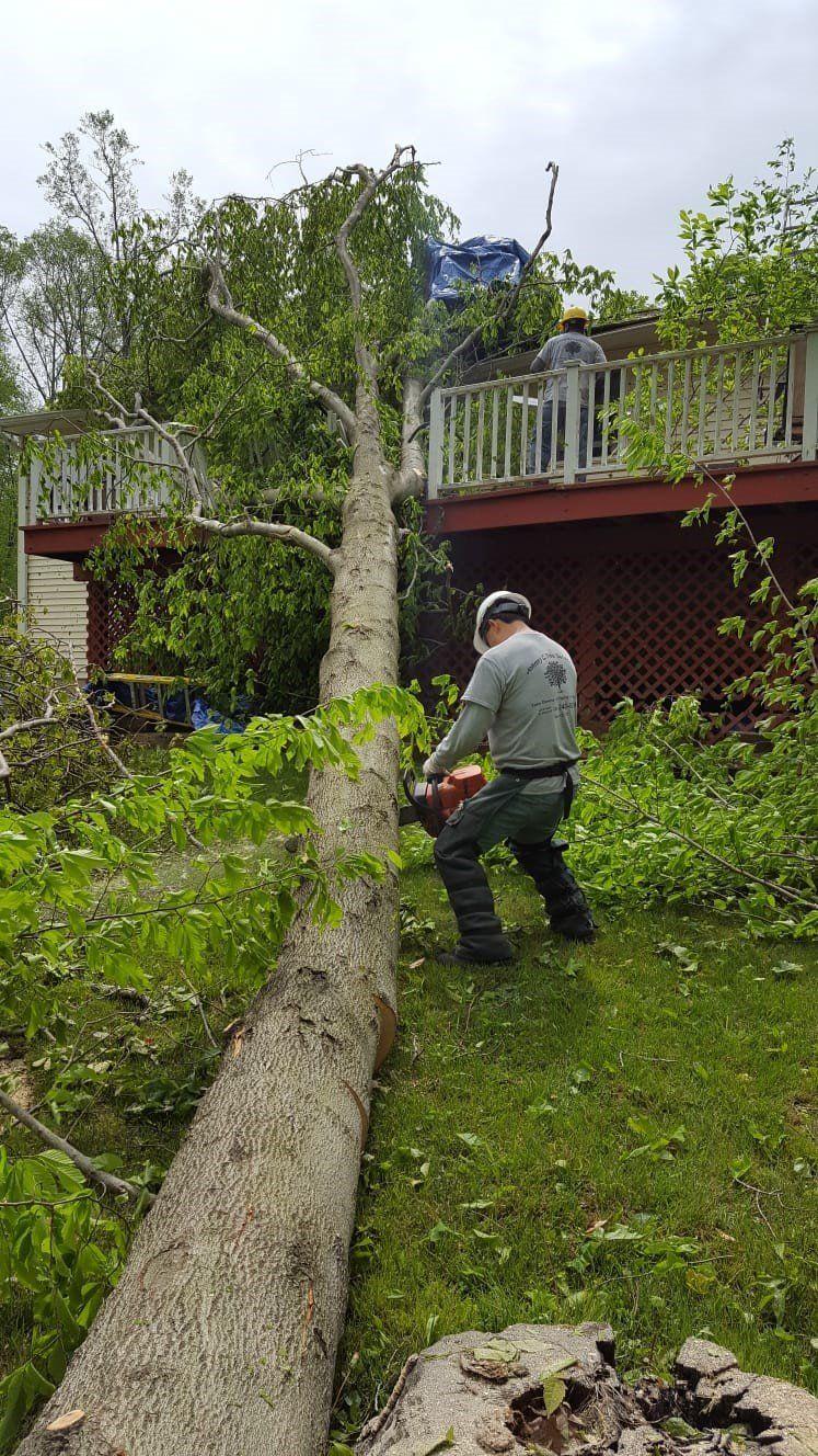 man cutting down tree with chainsaw
