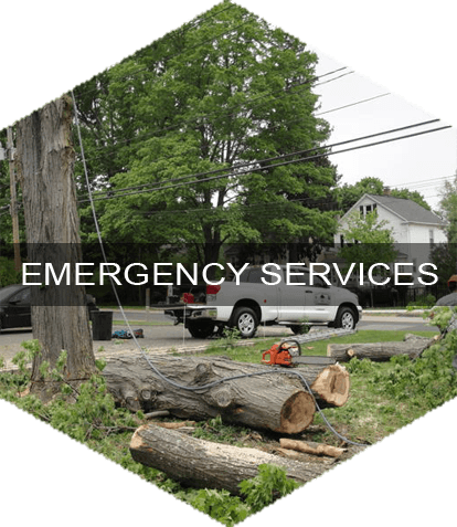 Emergency Tree Services in Danbury, CT