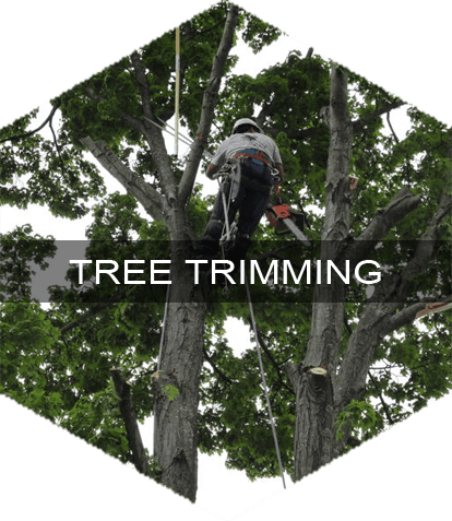 Tree Trimming in Newtown, CT
