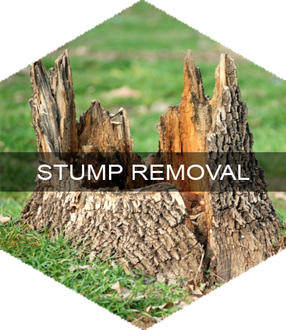 Stump Removal in Bethel, CT