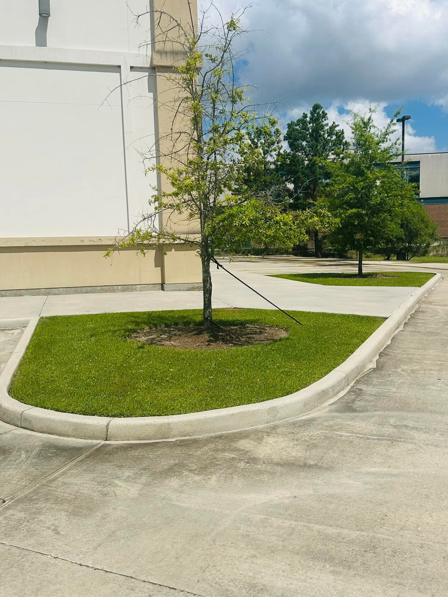 Tree in grassy island bordered by concrete curb, next to a building and pavement.