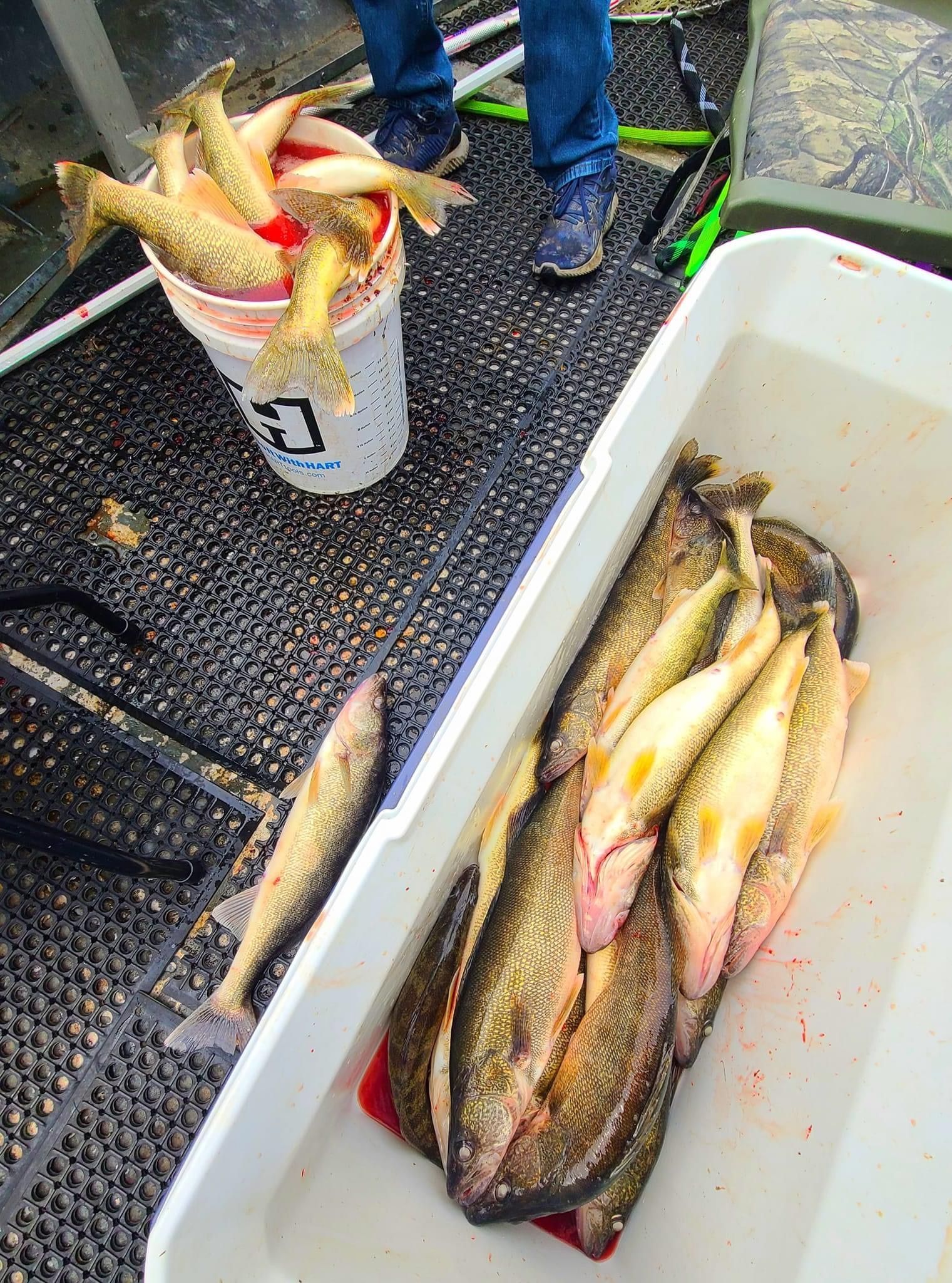 catching walleye lake erie