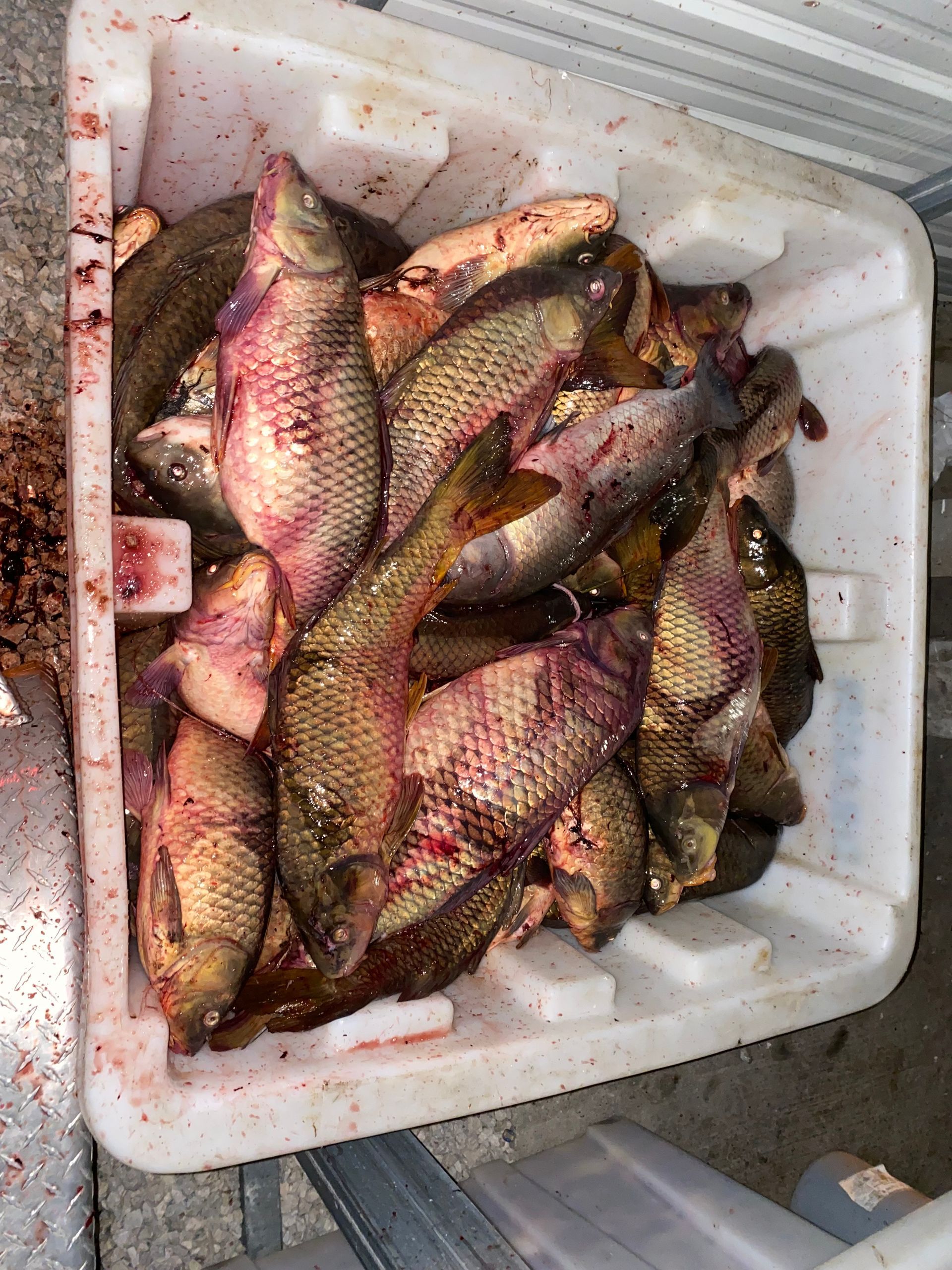 bowfishing guide on Lake Erie OH