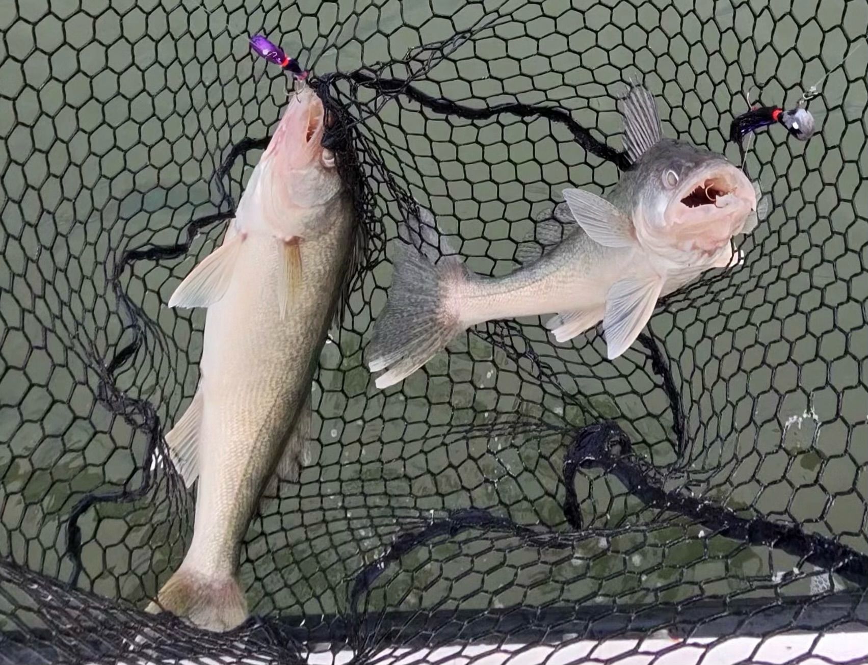 walleye caught on Lake Erie