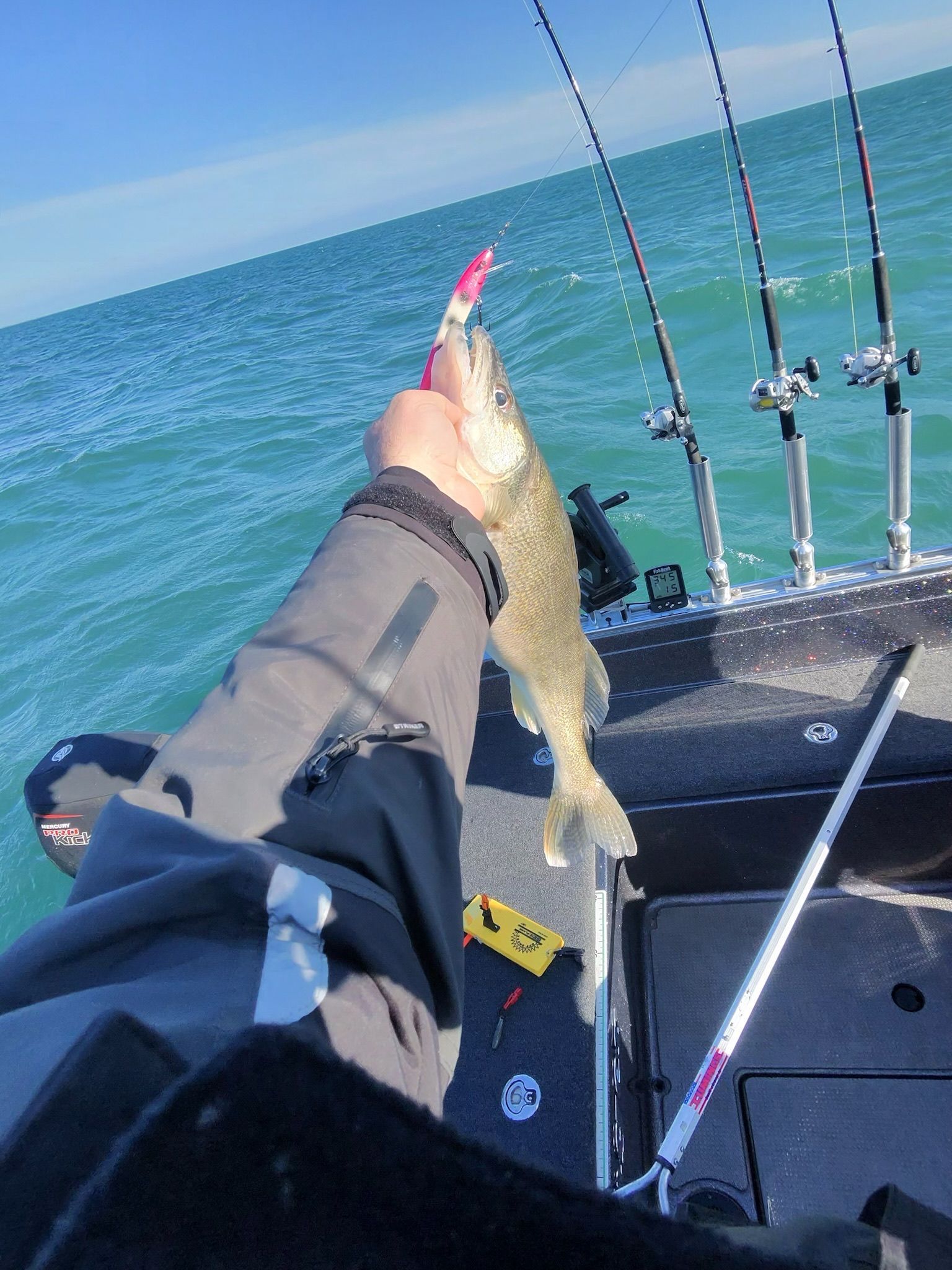 nice lake erie walleye