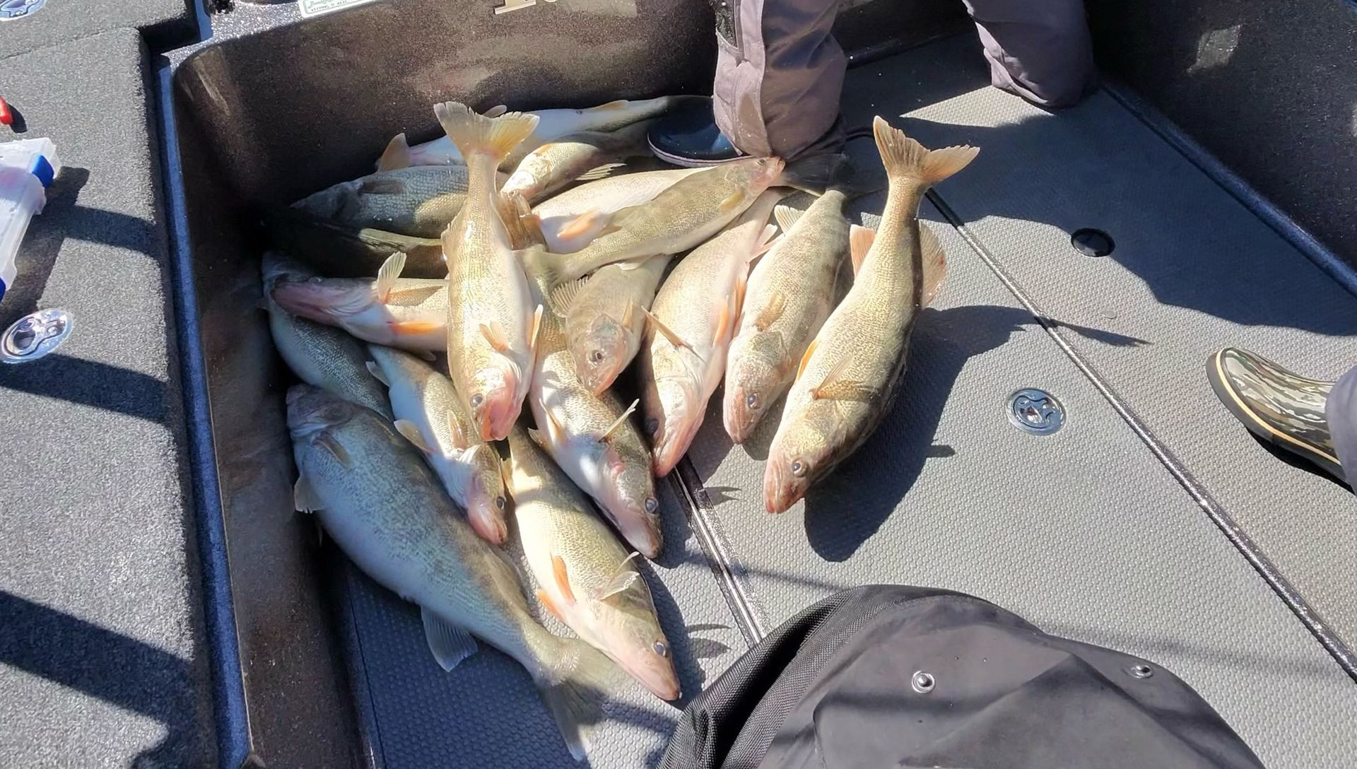 Lake Erie Walleyes 